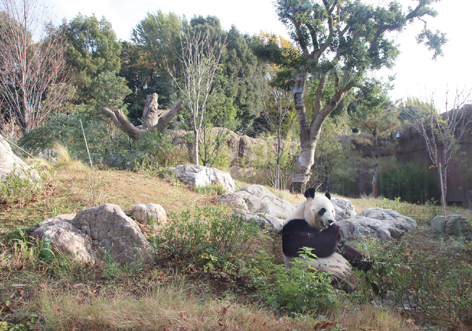 東京都（上野動物園）